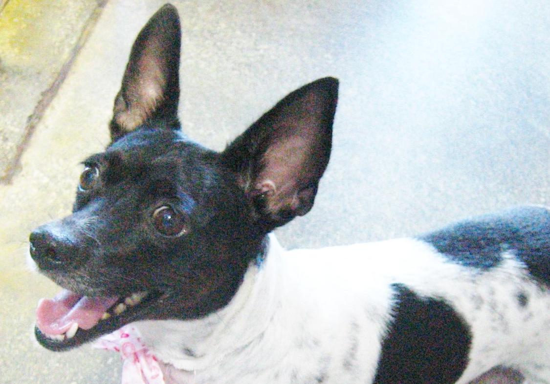 St. Lucie County Pet of the Week - Week of July 12, 2019